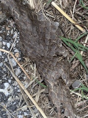 Masticophis flagellum