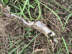 Masticophis flagellum