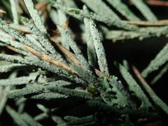 Fellhanera bouteillei