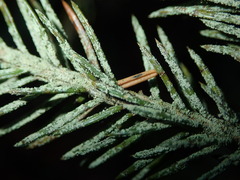 Fellhanera bouteillei