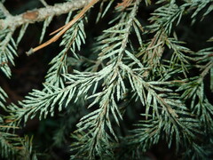 Fellhanera bouteillei