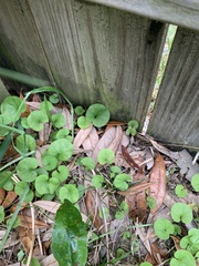 Dichondra carolinensis