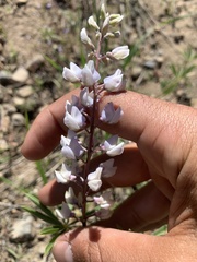 Lupinus arbustus