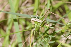 Sepiana sepium