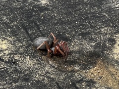 Trachelidae