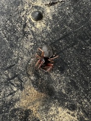 Trachelidae