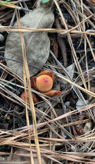 Calostoma