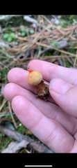 Calostoma