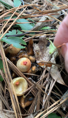 Calostoma