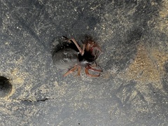 Trachelidae