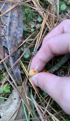 Calostoma
