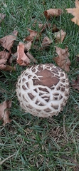 Chlorophyllum rhacodes