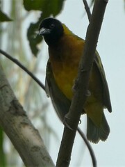 Ploceus melanocephalus