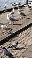 Larus argentatus