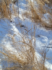 Phragmites australis