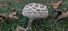 Chlorophyllum rhacodes