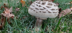 Chlorophyllum rhacodes