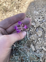 Astragalus missouriensis