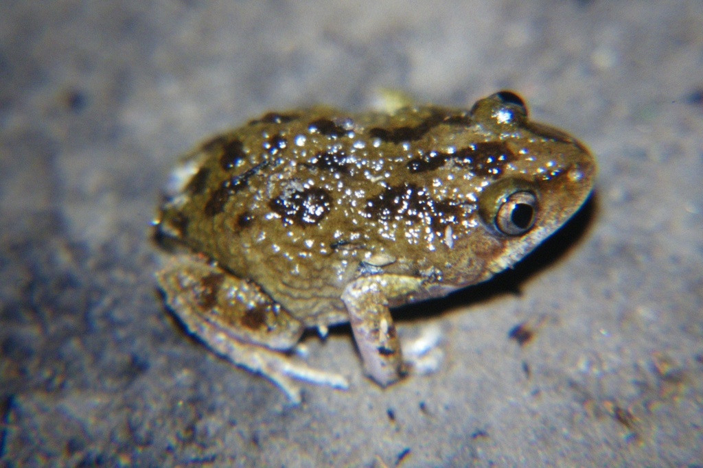Brown Running Frog