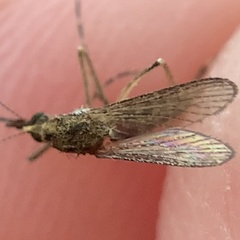 Aedes sollicitans