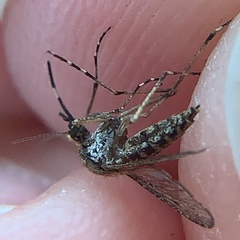 Aedes sollicitans