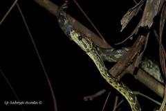 Corallus ruschenbergerii