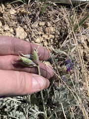Astragalus missouriensis