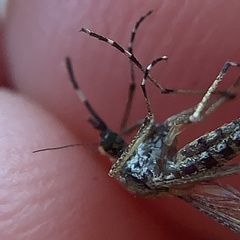 Aedes sollicitans
