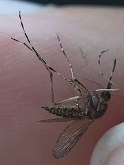 Aedes sollicitans