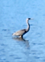 Ardea herodias