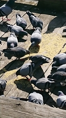 Columba livia domestica