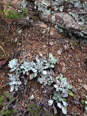 Packera antennariifolia