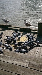 Larus argentatus