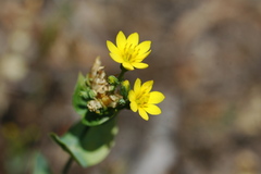 Blackstonia perfoliata