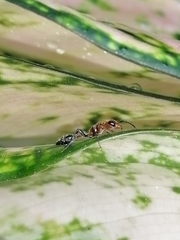 Pseudomyrmex gracilis