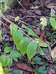 Lonicera canadensis