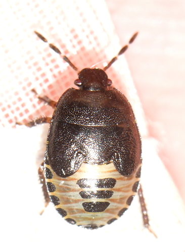 Forget-me-not Shieldbug, photo 4 of 9