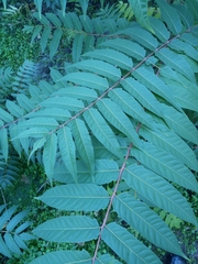 Ailanthus altissima