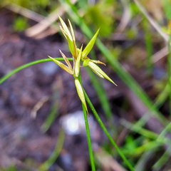 Carex pauciflora
