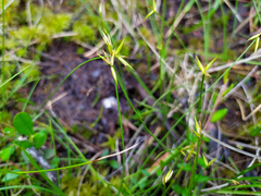 Carex pauciflora