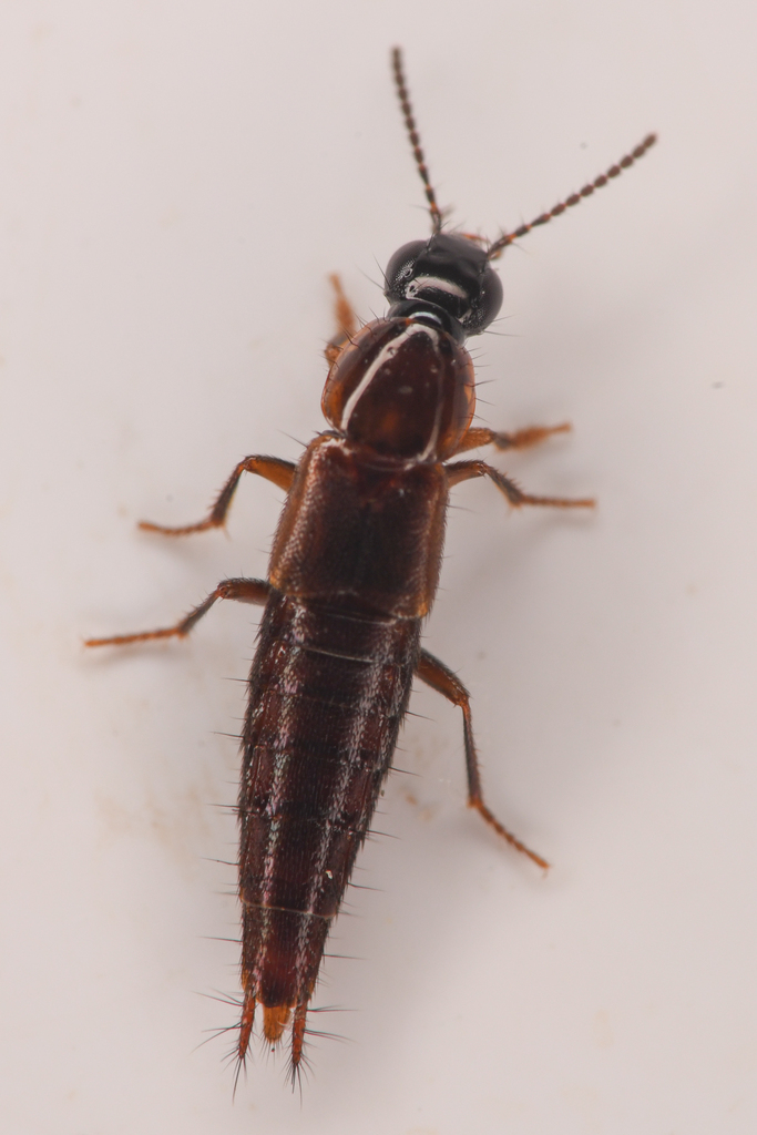 Quedius oculeus