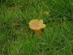 Hygrocybe quieta