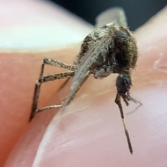 Aedes sollicitans