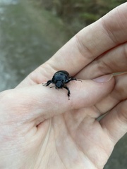 Typhaeus typhoeus