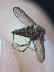 Aedes sollicitans