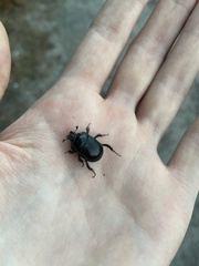 Typhaeus typhoeus