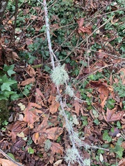 Usnea hirta