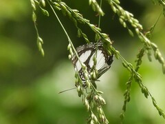Neptis