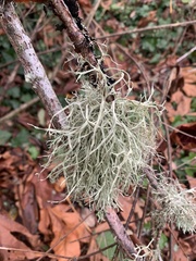 Usnea hirta