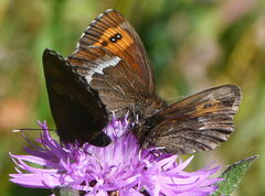 Erebia euryale